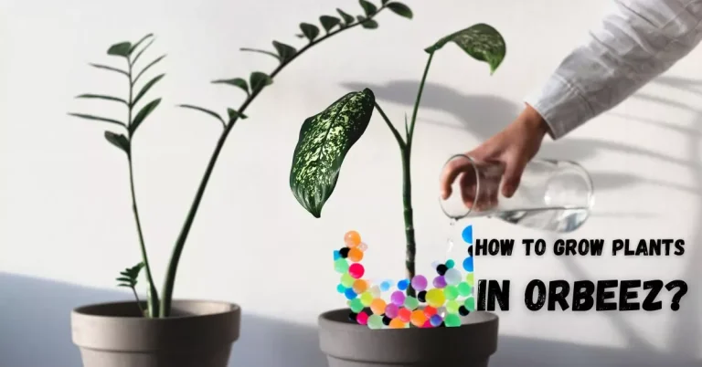 How to Grow Plants in Orbeez?