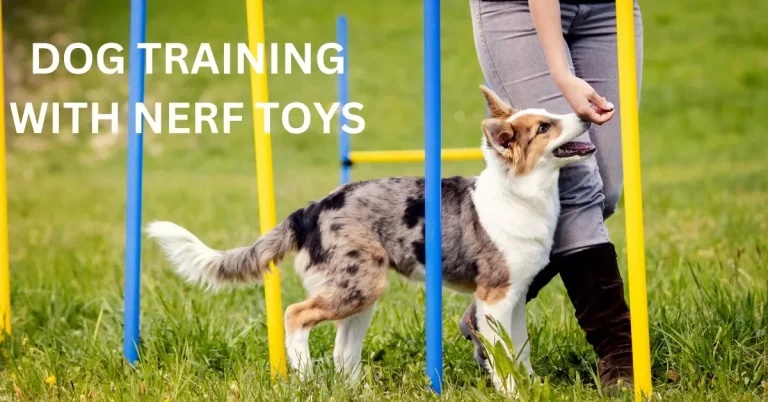 How to Train Dog with Nerf Toys?