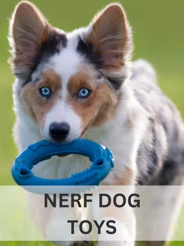 Best Nerf Dog Toys